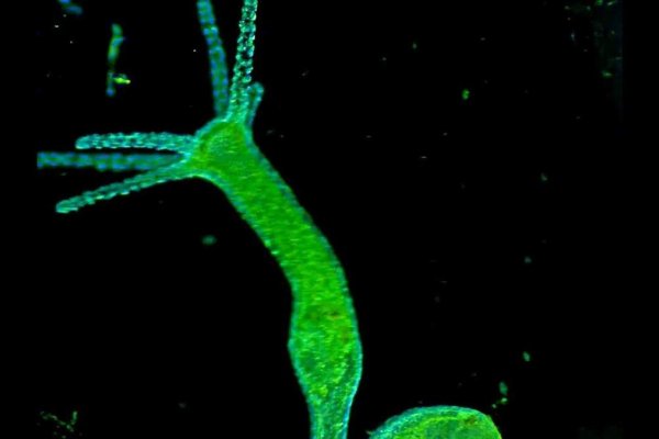 Маркет плей кракен