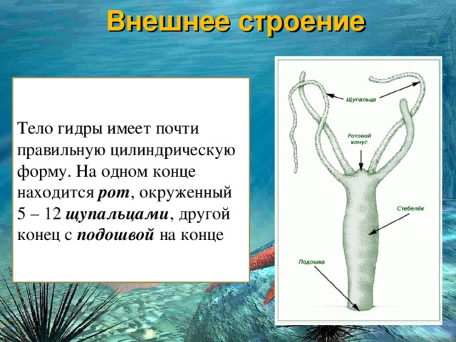 Кракен магазин тор